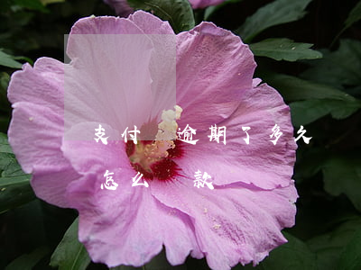 支付寶逾期了多久會凍結(支付寶逾期凍結了怎么還款)