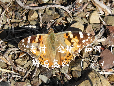 支付寶逾期了如何協(xié)商(支付寶逾期后怎么協(xié)商)