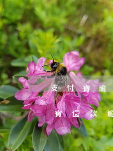 支付寶逾期了如何協(xié)商還款 支付寶還款逾期可以協(xié)商么