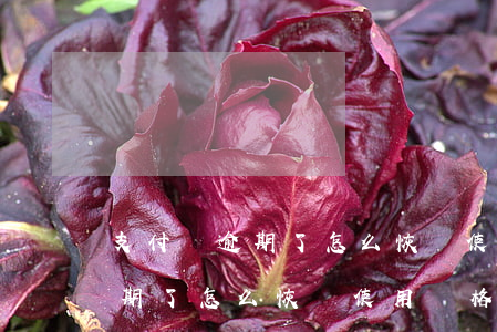 支付寶逾期了怎么恢復使用資格-支付寶逾期了怎么恢復使用資格呢