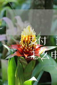 支付寶逾期了怎么申請借唄-支付寶逾期了怎么申請借唄還款