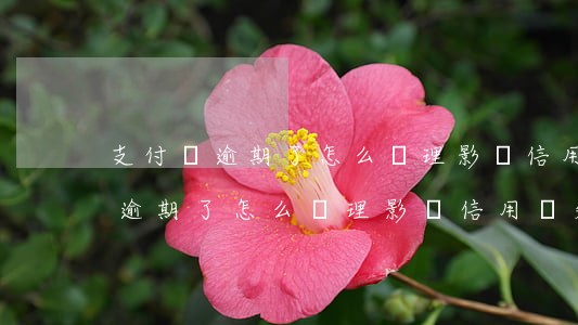支付寶逾期了怎么處理影響信用嗎-支付寶逾期了怎么處理影響信用嗎知乎