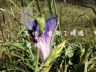支付寶逾期了慢慢還可以嗎(支付寶逾期之后慢慢還可以嗎)
