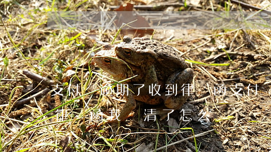 支付寶逾期了收到律師函(支付寶逾期了收到律師函我還清了怎么辦)
