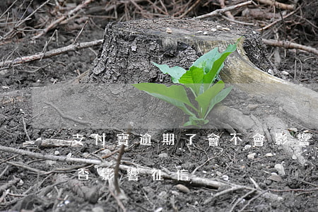 支付寶逾期了會不會影響征信 支付寶逾期是否影響征信