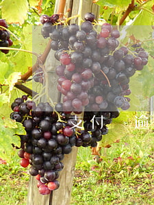 支付寶逾期了會被停(支付寶逾期怎么停息)