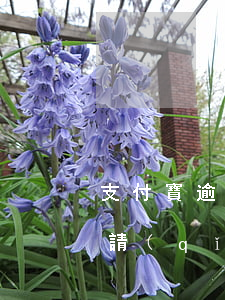 支付寶逾期了能分期還么（支付寶逾期還能申請(qǐng)分期還款嗎）