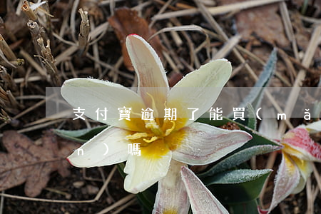 支付寶逾期了能買(mǎi)保險(xiǎn)嗎