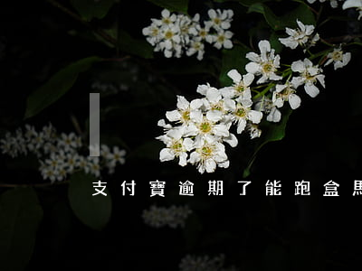 支付寶逾期了能跑盒馬嗎(盒馬超時嚴重)