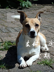 支付寶逾期了讓我簽無(wú)能力償(支付寶逾期無(wú)力償還怎么辦)
