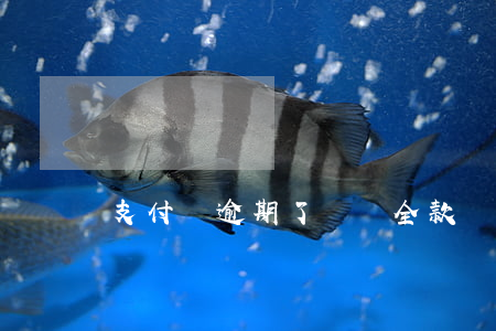 支付寶逾期了讓還全款