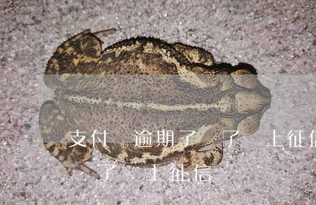 支付寶逾期了還了還上征信嗎(支付寶逾期了還了還上征信嗎)