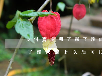支付寶逾期了還了還能借出來嗎(支付寶逾期了幾天還上以后可以馬上借嗎)