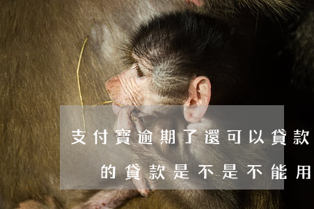 支付寶逾期了還可以貸款嗎(支付寶逾期之后別的貸款是不是不能用了)