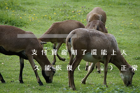支付寶逾期了還能上天貓嗎(支付寶逾期了多久能恢復(fù)正常)