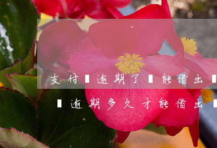 支付寶逾期了還能借出來(lái)嗎(支付寶逾期多久才能借出來(lái))