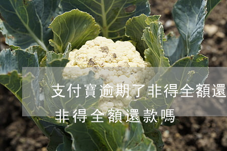 支付寶逾期了非得全額還款嗎 支付寶逾期了非得全額還款嗎