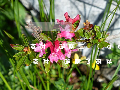 支付寶逾期二個(gè)月可以辦銀行卡嗎(支付寶逾期了可以辦銀行卡嗎)