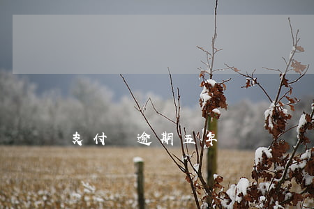 支付寶逾期五年