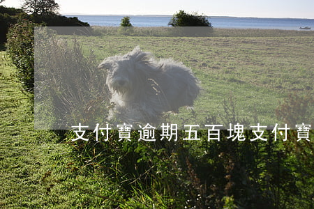 支付寶逾期五百塊(支付寶逾期五百塊一個月)