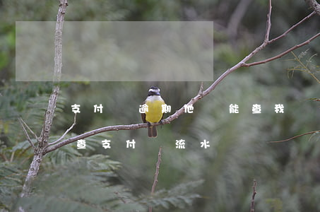 支付寶逾期他們能查我銀行流水嗎(銀行有權查支付寶流水嗎)