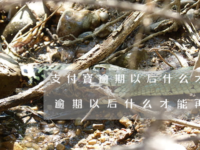 支付寶逾期以后什么才能再次使用-支付寶逾期以后什么才能再次使用花唄