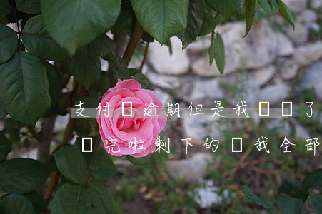 支付寶逾期但是我還錢了(支付寶把逾期的錢還完啦剩下的讓我全部還完)