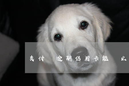 支付寶逾期信用卡能辦么