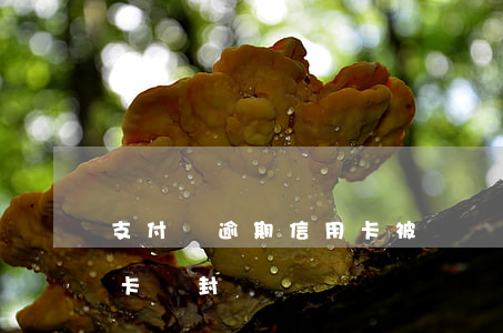 支付寶逾期信用卡被凍結嗎(支付寶逾期信用卡會封嗎)