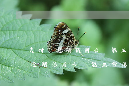 支付寶逾期信用卡還能正常使用嗎-支付寶逾期信用卡還能正常使用嗎知乎