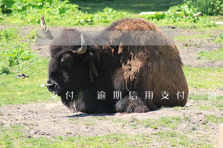 支付寶逾期信用（支付寶逾期征信異議處理）