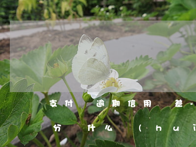 支付寶逾期信用較差-支付寶沒有逾期信用分為什么會(huì)下降