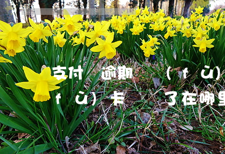 支付寶逾期俢復(fù)(支付寶逾期俢復(fù)卡 兌換了在哪里)
