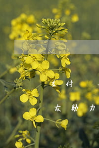 支付寶逾期修復資格(支付寶逾期修復資格好友助力)
