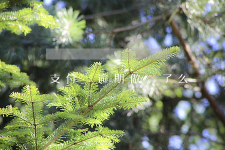 支付寶逾期做餓了么