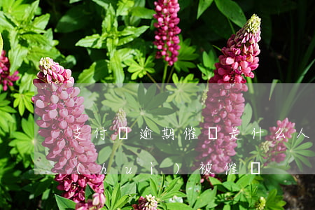 支付寶逾期催債是什么人-支付寶逾期了會(huì)被催嗎
