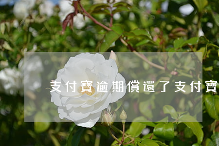 支付寶逾期償還了(支付寶逾期了讓全部歸還)