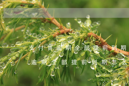 支付寶逾期全部提前到期怎么處理-支付寶逾期全部提前到期怎么處理的