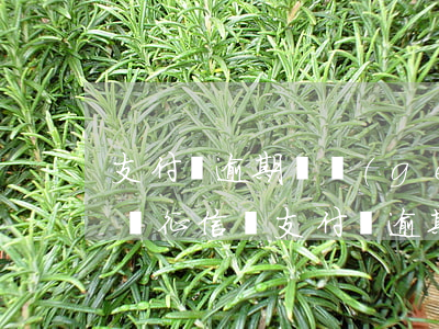 支付寶逾期兩個(gè)月會(huì)影響征信嗎(支付寶逾期一個(gè)月會(huì)影響征信嗎)