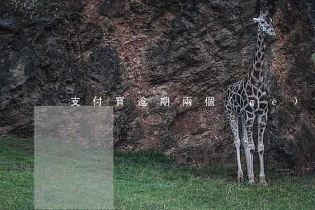 支付寶逾期兩個(gè)月沒什么事