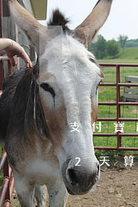 支付寶逾期兩天這種好處理嗎-支付寶逾期2天算逾期嗎