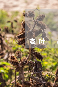 支付寶逾期兩年可以買機(jī)票