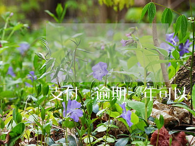 支付寶逾期兩年可以辦貸款嗎