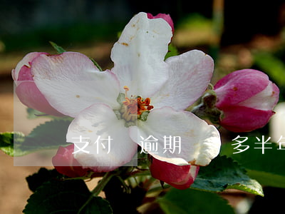 支付寶逾期兩萬多半年(支付寶逾期2萬多)