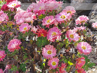 支付寶逾期六萬多會(huì)坐牢嗎（支付寶93萬逾期會(huì)不會(huì)被拘留）