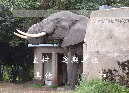 支付寶逾期其他賬號會亂扣錢嗎(支付寶逾期其他賬號會亂扣錢嗎)