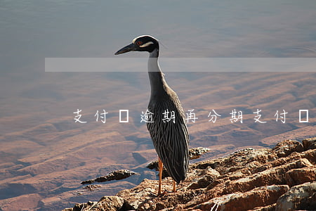 支付寶逾期再分期(支付寶再分期后逾期) 支付寶逾期再分期(支付寶再分期后逾期)