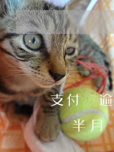 支付寶逾期再申請一個支付寶(支付寶逾期一個半月)
