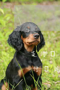 支付寶逾期凍結(jié)花唄怎么還-支付寶逾期凍結(jié)花唄怎么還款