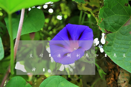 支付寶逾期利息加罰息 支付寶逾期罰息能免掉嗎